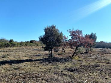 Земля Peroj, Vodnjan, 496m2