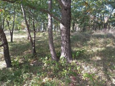 Zemljišče Bruvno, Gračac, 18.101m2