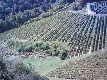 Vinograd na 30.526m² zemljišta u srcu Hrvatskog Zagorja!