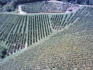 Vinograd na 30.526m² zemljišta u srcu Hrvatskog Zagorja!