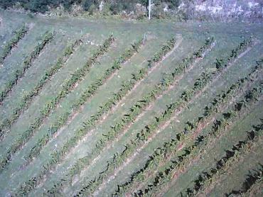 Vinograd na 30.526m² zemljišta u srcu Hrvatskog Zagorja!