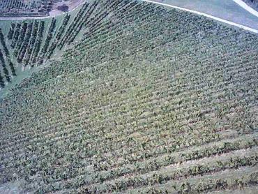 Vinograd na 30.526m² zemljišta u srcu Hrvatskog Zagorja!