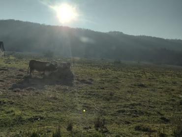 Uctrana kuća, izuzetno velika površina