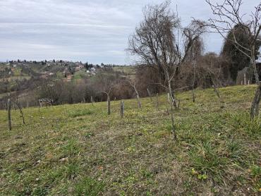 Voćnjak po super cijeni