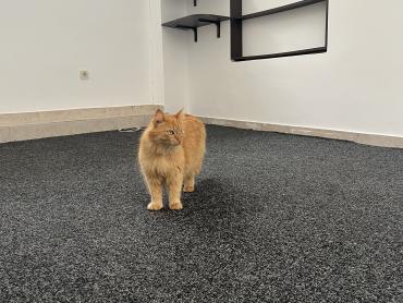 Krasan mali prostor u centru Opatije